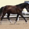 Welsh Cob - Valando bij Anne-1